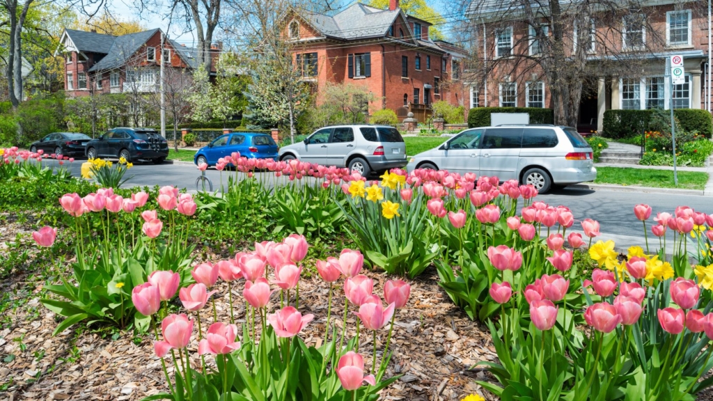 pink tulips in front of houses on a sunny day